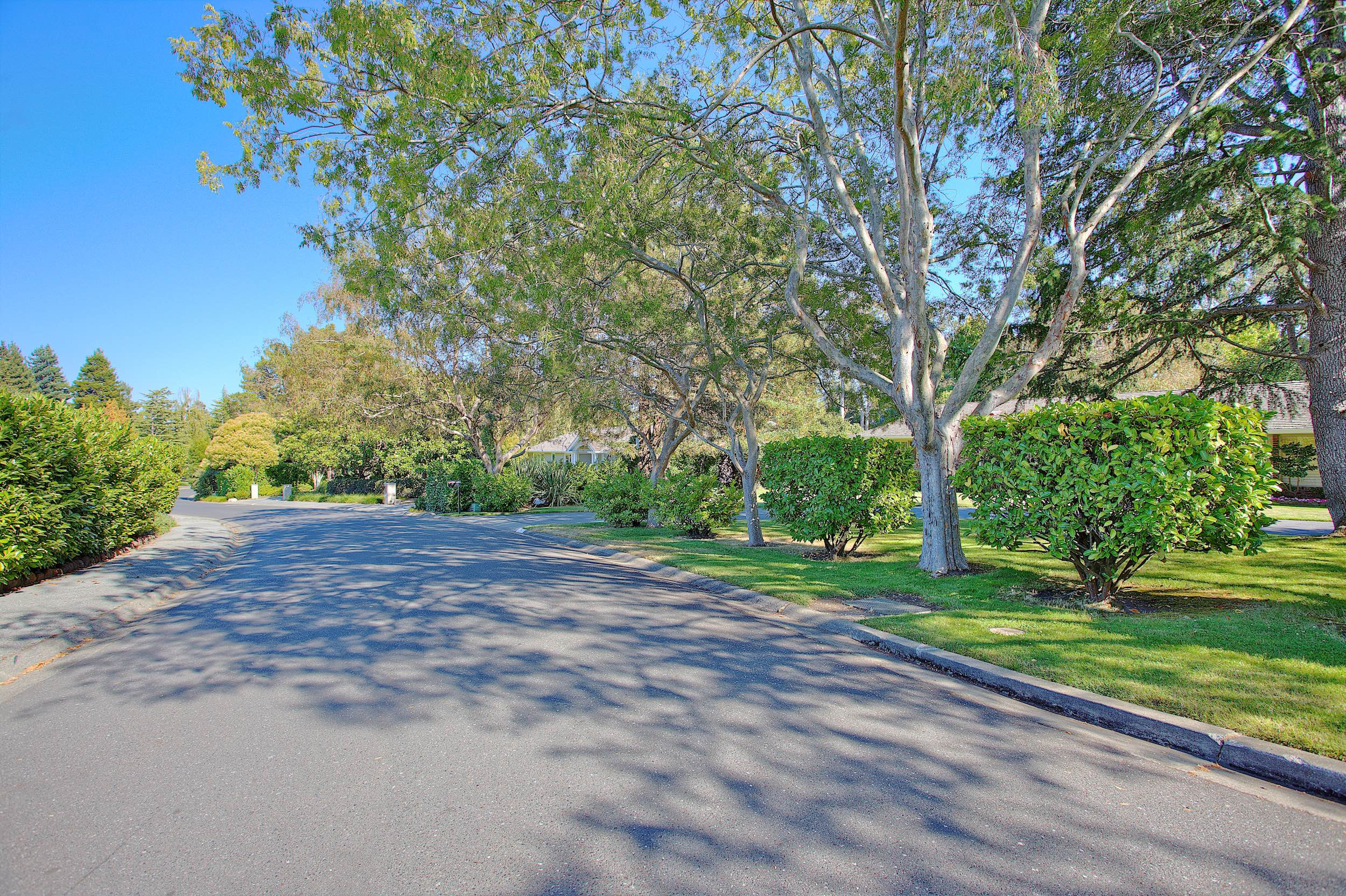 Lots of trees on this street in Country Club Manor in Hillsborough, CA